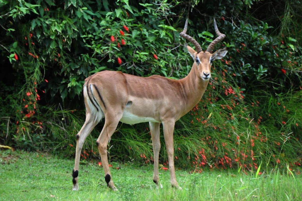 Legend Safaris 257A - In Kruger Park Lodge Hazyview Buitenkant foto